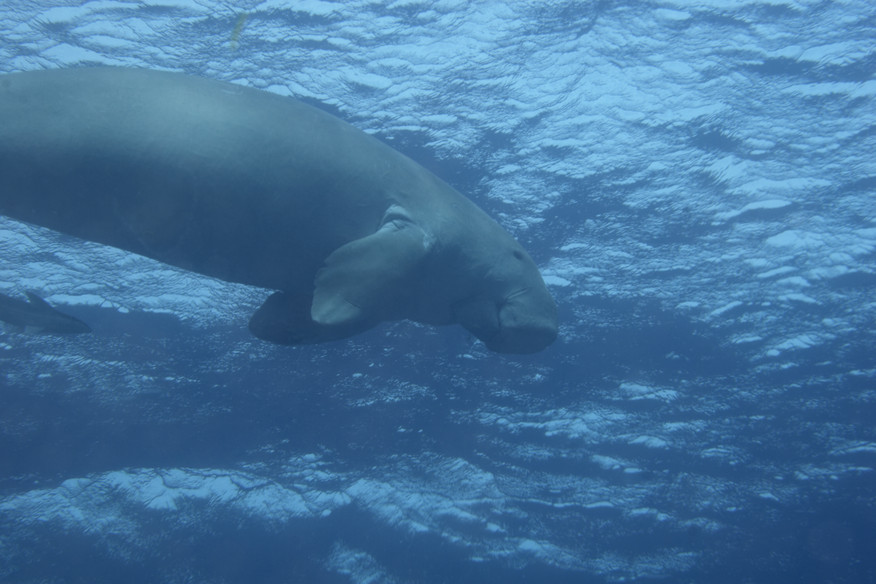 Dugong